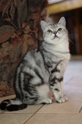 BRITISH SHORTHAIR 050